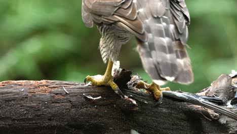 Close-up-shot-of-Northern-Goshawk-plucking-feathers-of-dead-prey-between-feet