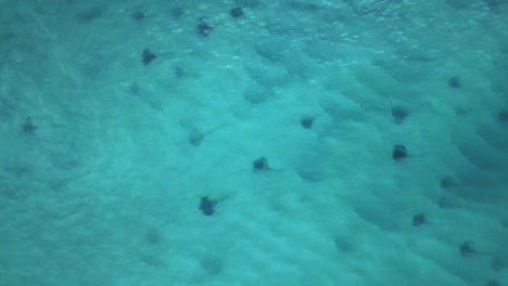 Aerial-top-view-over-a-group-of-Stingrays-in-shallow-sea-water---birds-eye,-drone-shot
