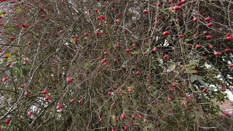 A-whole-load-of-ripe,-rose-hips-ready-for-picking-on-a-dog-rose-bush-in-a-UK-garden