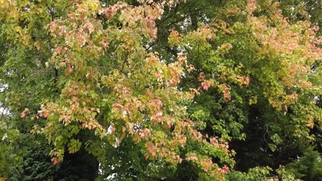 Maple-leaves-changing-colour-from-green-to-redact-the-onset-of-Autumn