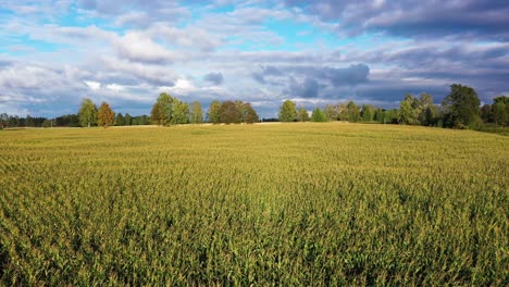 Anbau-Von-Mais-Für-Die-Biomasseproduktion,-Blick-Auf-Die-Goldene-Stunde,-Nimbuswolken-über-Dem-Feld
