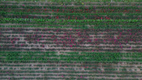 Overhead-aerial-of-commercially-grown-flowers-in-rows-in-farm-field,-countryside