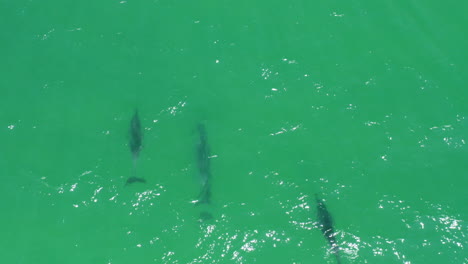 Aerial-Drone-Over-Pod-Of-Wild-Bottlenose-Dolphins-In-Turquoise-Ocean,-4K