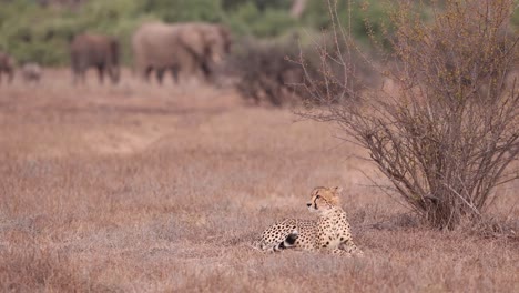 An-alert-cheetah-resting-in-the-grass-near-a-herd-of-grazing-elephants-in-Mashatu,-Botswana