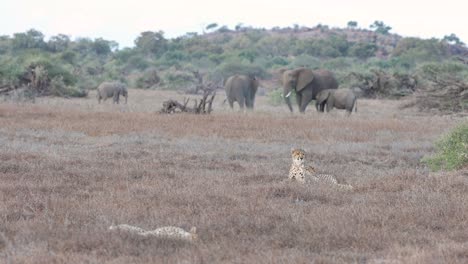 Three-cheetahs-lying-in-dry-grass-near-a-herd-of-elephants-in-Mashatu,-Botswana
