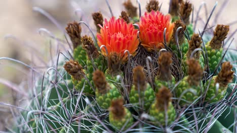 Nahaufnahme-Einer-Statischen-Aufnahme-Von-Blumen,-Wenn-Ein-Claret-Cup-Kaktus-In-Der-Sonora-Wüste