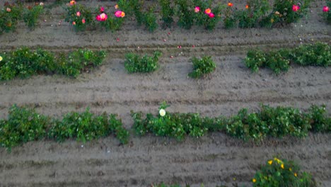 Aerial-reveal-of-flower-farm-with-rows-and-aisles-of-variety-of-colorful-species