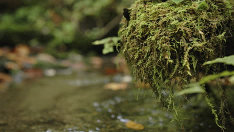 Slow-motion-footage-of-a-moss-covered-log-that-is-above-a-little-stream-of-water-running-in-the-background