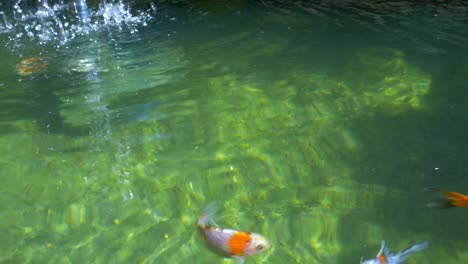 Colourful-goldfish-swimming-in-pond-4