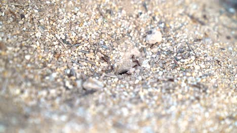 Close-up-of-ants-going-in-and-out-of-ant-colony-during-a-hot-day-in-the-Sonoran-Desert