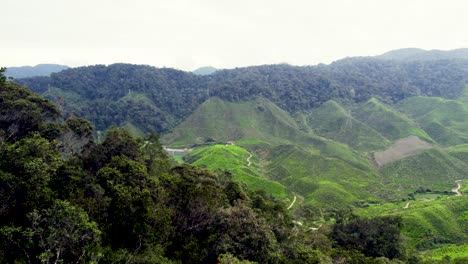 Aufschlussreiche-Luftaufnahme-Des-Teeplantagenfeldes-In-Den-Hügeln-Von-Brinchang