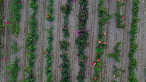 Top-down-rising-shot-of-flower-growing-farm-in-countryside-with-rows-of-species