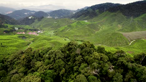 Revealing-drone-shot-of-a-tea-plantation-from-behind-a-forest-in-Cameron-Highlands