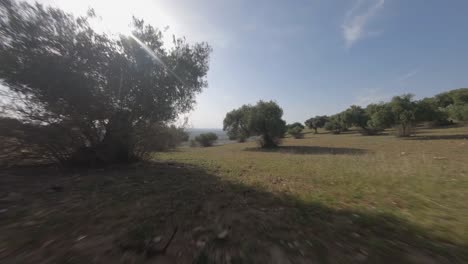 FPV-drone-POV-perspective,-flying-through-trees-in-Spanish-olive-grove