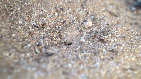 Close-up-of-ant-colony-outside-their-underground-nest-in-a-hot-day-in-the-Sonoran-Desert