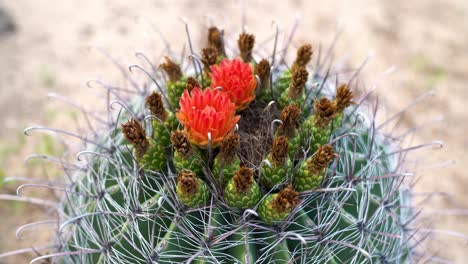 Toma-Estática-De-La-Parte-Superior-De-Un-Cactus-De-Copa-De-Clarete-En-El-Desierto-De-Sonora