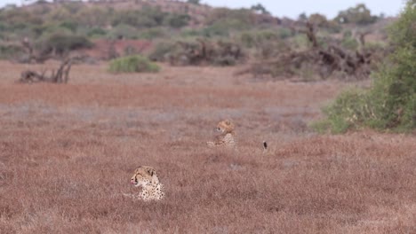 Dos-Guepardos-Vigilantes-Tirados-En-La-Hierba-En-La-Reserva-De-Caza-De-Mashatu,-Botswana