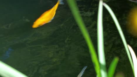 Colourful-goldfish-swimming-in-pond-1