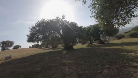 FPV-aerial-follows-low-drone-precision-flight-among-olive-grove-trees