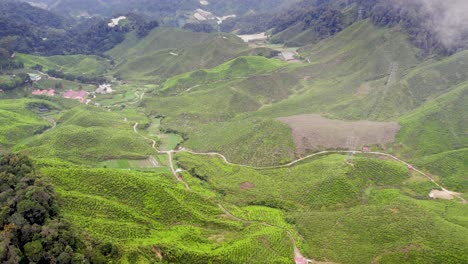 Aerial-view-of-vibrant-organic-green-tea-plantations-in-a-valley-in-Malaysia