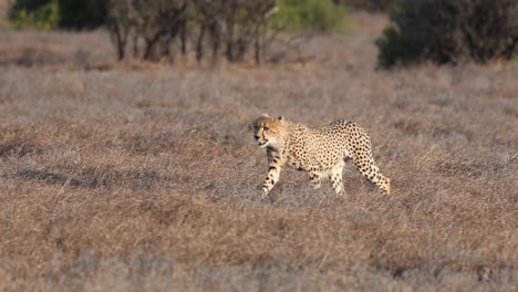 Ein-Zeitlupenclip-Eines-Jungen-Geparden,-Der-In-Goldenem-Licht-Im-Mashatu-Game-Reserve,-Botswana,-Spaziert