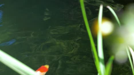 Colourful-goldfish-swimming-in-pond-2