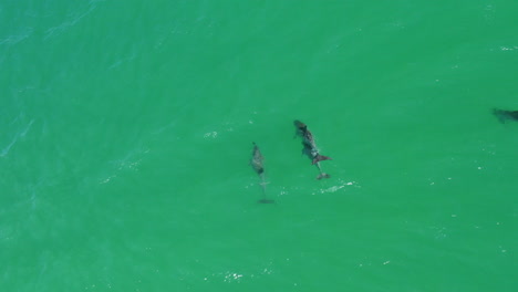 Familia-De-Delfines-Nadando-Bajo-El-Agua-Frente-A-La-Costa-Australiana,-Drone-Aéreo-De-4k