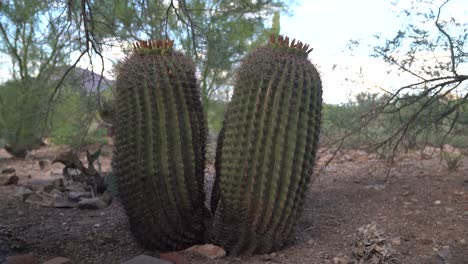 Static-wide-shot-of-Barrel-Cacti-taken-during-a-hot-day-in-the-Sonoran-Desert