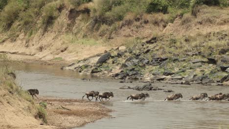 A-herd-of-nervous-wildebeest-crossing-a-river-in-the-Masai-Mara,-Kenya