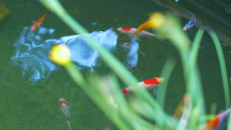 Colourful-goldfish-swimming-in-pond-5