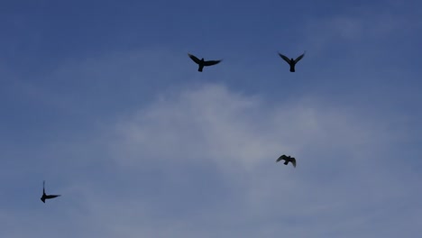 Flying-birds-silhouette