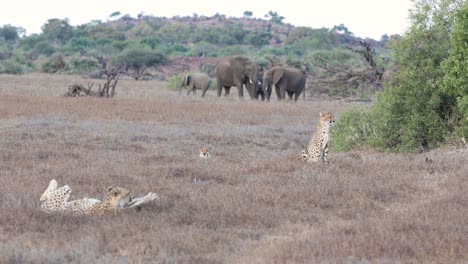A-herd-of-elephants-keep-a-wary-eye-on-three-cheetahs-in-the-grass-in-Mashatu-Game-Reserve,-Botswana