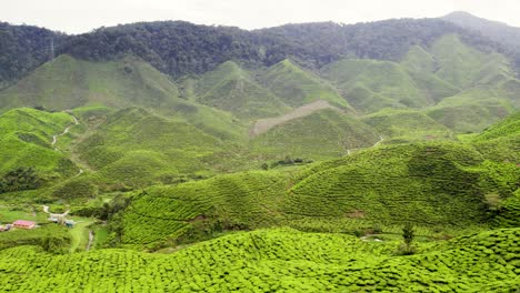 Langsamer-Aufstieg-über-Einer-Teeplantage,-Die-Die-Komplizierten-Linien-Zeigt