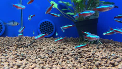 Viele-Silberspitzen-Tetra-Fische-In-Zeitlupe-In-Einem-Ladenaquarium-Mit-Blauem-Hintergrund