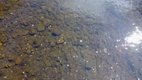 A-tilt-up-shot-of-crystal-clear-water-of-Rothay-river-in-morning-time