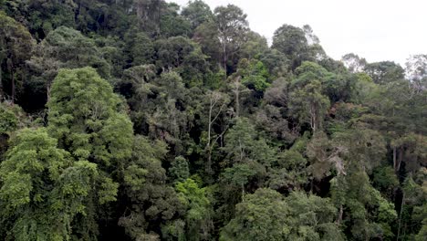 Aufsteigende-Luftaufnahme-Durch-Einen-Dichten-Grünen-Dschungel-In-Der-Malaysischen-Landschaft