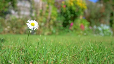Single-daisy-blows-softly-in-the-wind-in-green-grass-garden-setting