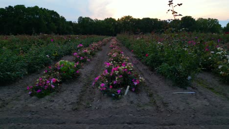 Commercial-flower-farm-field,-side-view-down-rows-of-plants-in-countryside