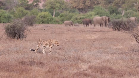 A-cheetah-walking-to-its-resting-place-near-a-herd-of-relaxed-elephants-in-Mashatu-Game-Reserve,-Botswana