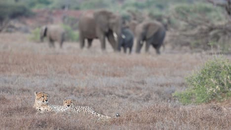 Eine-Elefantenherde-Beobachtet,-Wie-Sich-Zwei-Geparden-Im-Mashatu-Game-Reserve,-Botswana,-Im-Gras-Niederlassen