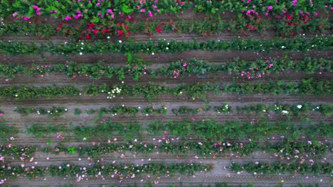 Colorful-overhead-aerial-of-industrial-commercial-flower-growing-farm-business