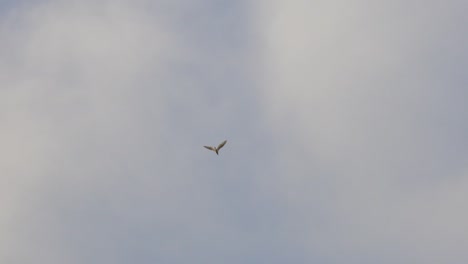 Single-birds-flying-on-blue-sky