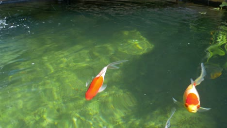 Colourful-goldfish-swimming-in-pond-3