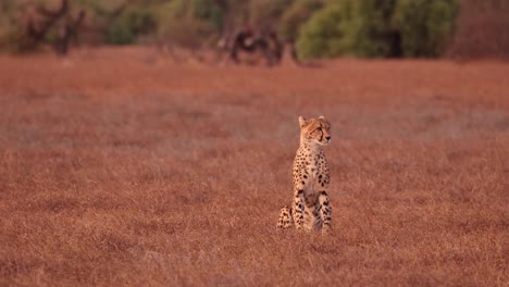 An-distressed-cheetah-adositting-and-calling-in-Mashatu-Game-Reserve,-Botswana