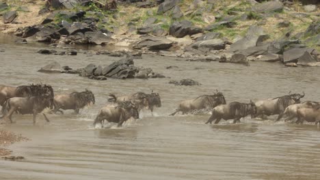 A-herd-of-wildebeest-make-a-dash-through-the-water-in-the-great-migration-in-the-Masai-Mara,-Kenya