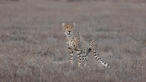 An-anxious-young-cheetah-searching-for-its-family-in-Mashatu-Game-Reserve,-Botswana