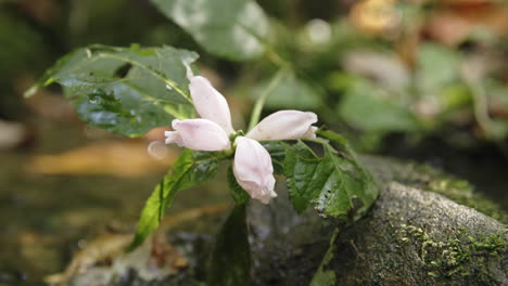 Close-macro-footage-of-a-flower-that-is-growing-out-of-a-rock-in-a-stream