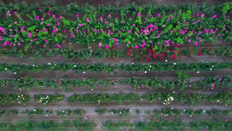 Top-down-aerial-of-industrial-flower-growing-farm-for-commercial-selling,-drone