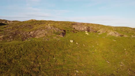 Sheep-standing-in-hillside-at-Vikafjellet-mountain-during-summer-sunset-before-sheep-herding-season---Golden-light-before-sun-setting---Aerial-moving-slowly-towards-sheep-with-blue-sky-background