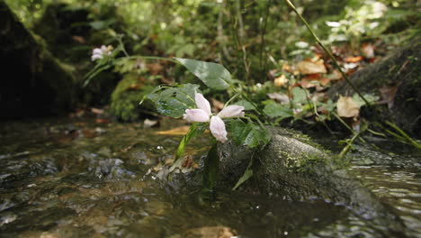 Slow-motion-footage-of-a-flower-that-is-growing-out-of-a-rock-in-a-stream-that-is-flowing-past